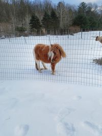 Dog on snow covered landscape