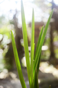 Close-up of fresh green plant