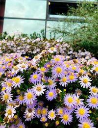 Close-up of white flowering plants