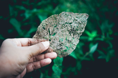 Close-up of hand holding leaf