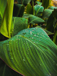 Close-up of wet plant leaves