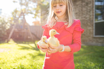 Close-up of girl carrying baby chickens on field
