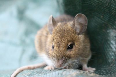 Close-up of mouse outdoors