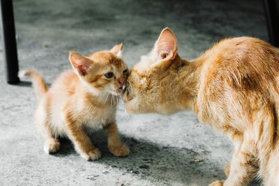 Ginger cats loving mother and kitten