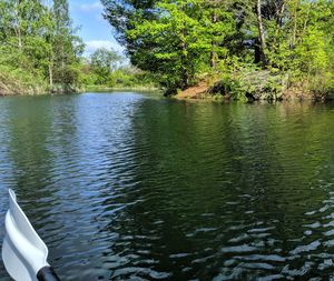 Scenic view of lake in forest