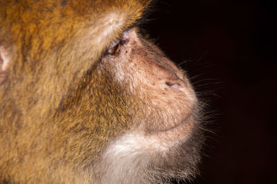 Close-up of horse