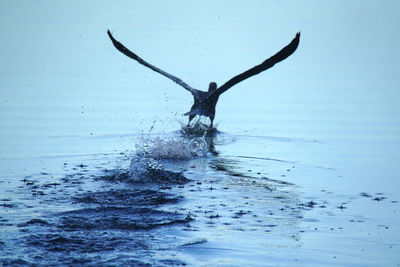 View of birds in sea against clear sky