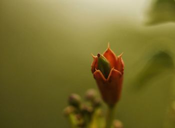 Close-up of flower blooming outdoors