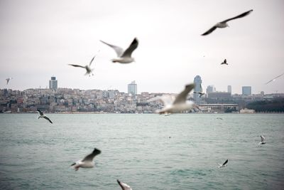 Seagulls flying over sea