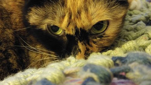 Close-up portrait of cat