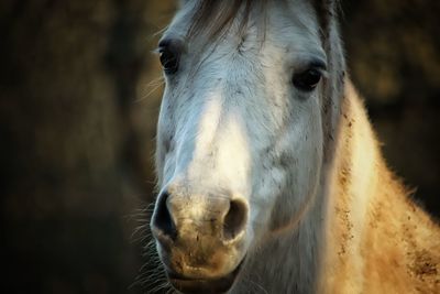 Portrait of a horse