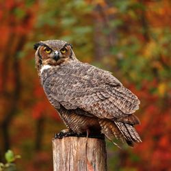 Close-up portrait of owl perching on wooden post