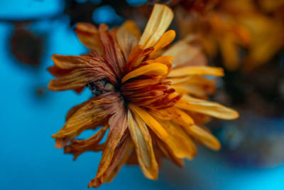Close-up of wilted flower against blue sky