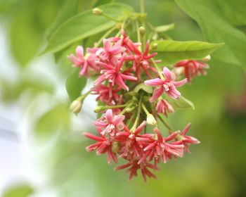 Close-up of red flowers