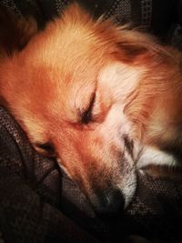 Close-up of dog sleeping