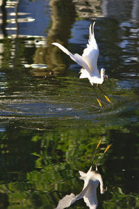 Bird flying over white background