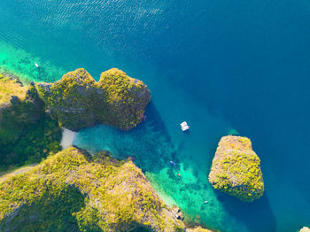 High angle view of coral in sea