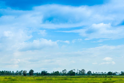 Scenic view of agricultural field against sky