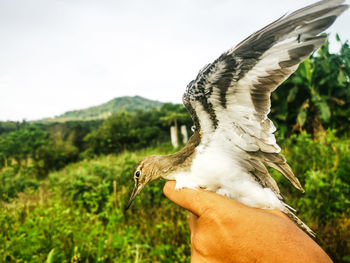 Close-up of bird flying against sky