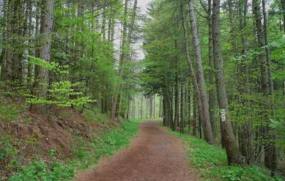 Dirt road amidst trees in forest