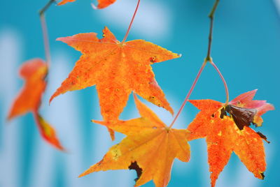 Close-up of orange maple leaves on tree