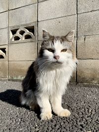 pet