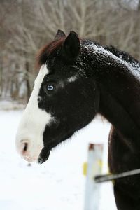 Close-up of black horse on snow field