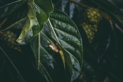 Close-up of water drops on leaves