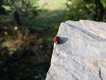 Close-up of ladybug on rock