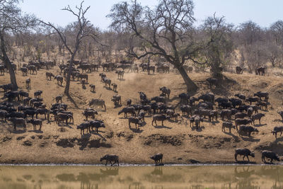 High angle view of buffaloes on landscape