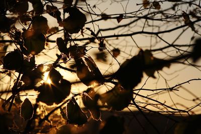 Low angle view of silhouette trees against sky during sunset