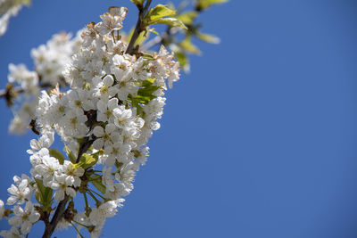 Low angle view of cherry blossoms against clear blue sky