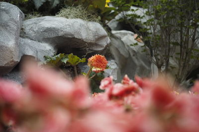 Close-up of red flowering plant