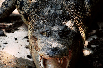 Close-up of crocodile in zoo