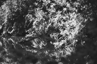 Flowers growing on tree