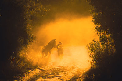 Two young lions playing in the sand at dawn