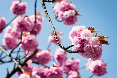 Low angle view of pink cherry blossoms against sky