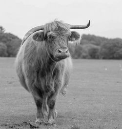 Horse standing in a field