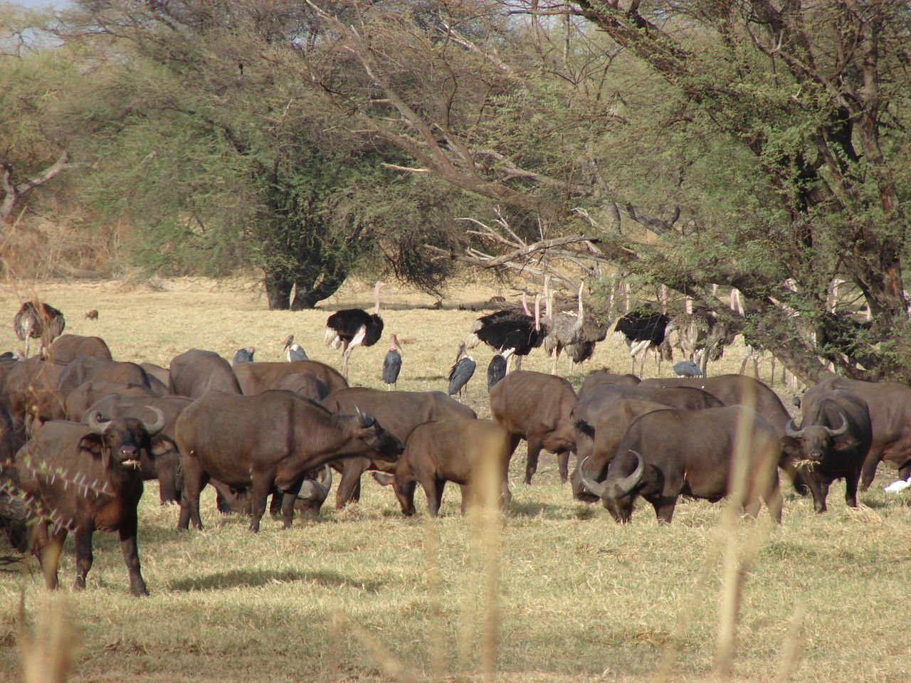 FLOCK OF SHEEP WALKING ON FIELD