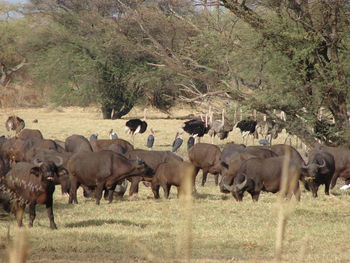 Horses walking in a field