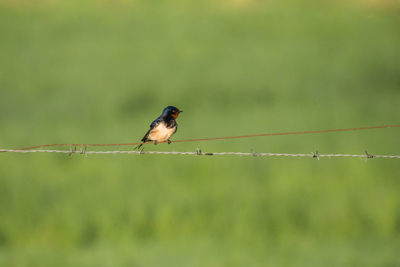 Bird perching on a fence