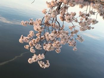 Close-up of tree against sky