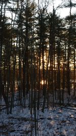 Snow covered trees in forest