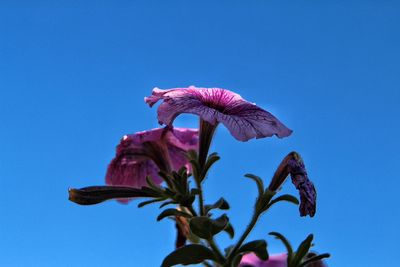 Close-up of purple flowers growing against blue sky