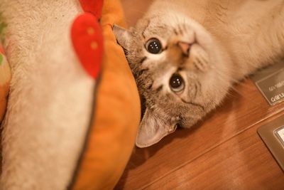 Close-up portrait of a cat