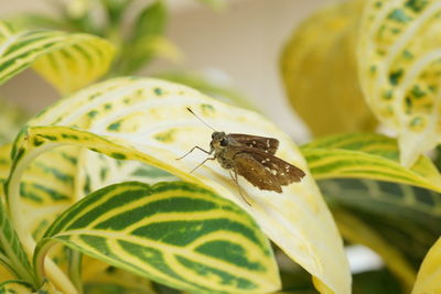 Close-up of moth on leaf