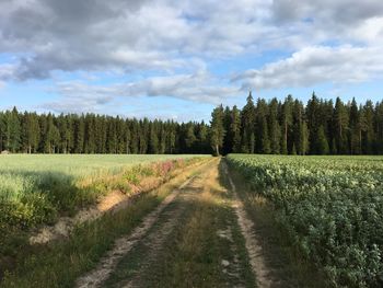Panoramic shot of trees on field against sky
