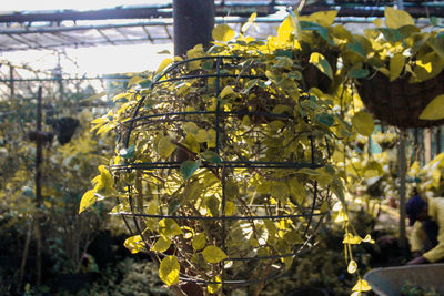 Close-up of yellow flowers hanging from tree