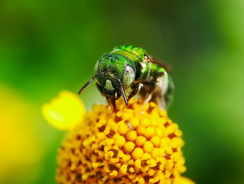 Close-up of insect on yellow flower