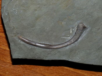 Close-up of plant